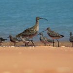 Eastern-Curlew-and-Waders
