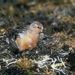Red-Knot-on-nest