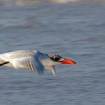 Caspian-Tern-flight