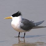 Crested-Tern