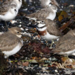 Double-banded-Plover-3