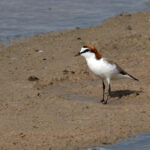 Red-capped-Plover