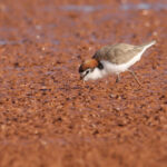 Red-capped-Plover-feeding